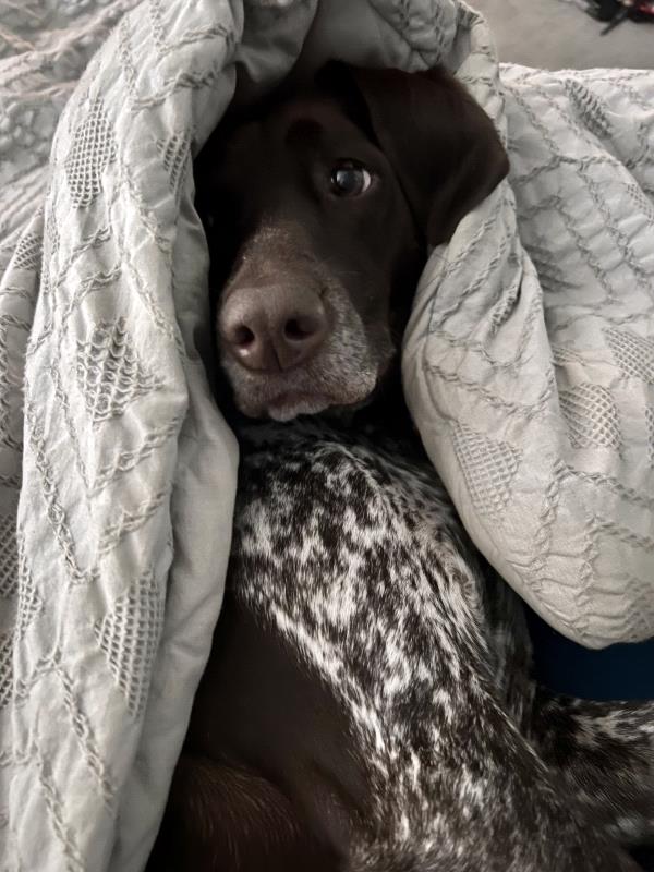 /Images/uploads/Southeast German Shorthaired Pointer Rescue/segspcalendarcontest/entries/31079thumb.jpg